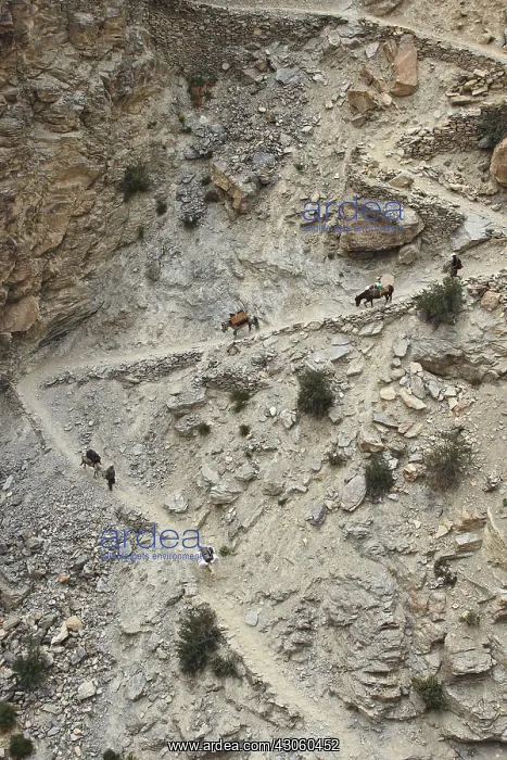 : Caravan on a mule track mountainside India : Caravan on a mule track mountainside India