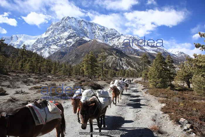 : Caravans of donkeys and snowcapped Humde Nepal : Caravans of donkeys and snowcapped Humde Nepal
