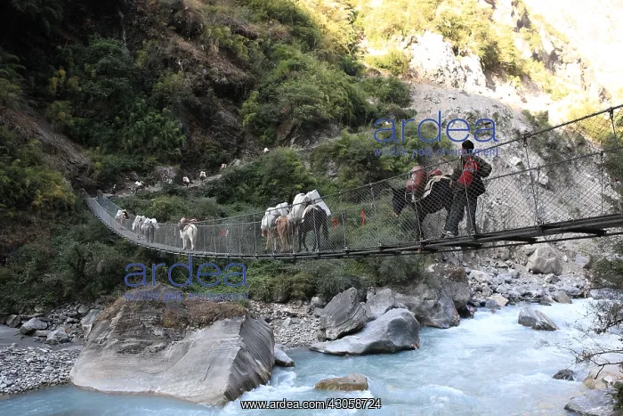 : Caravans of donkeys on a suspension bridge Tal Nepal : Caravans of donkeys on a suspension bridge Tal Nepal