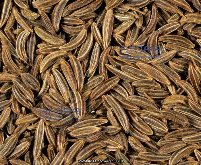 : Caraway seeds : Caraway seeds