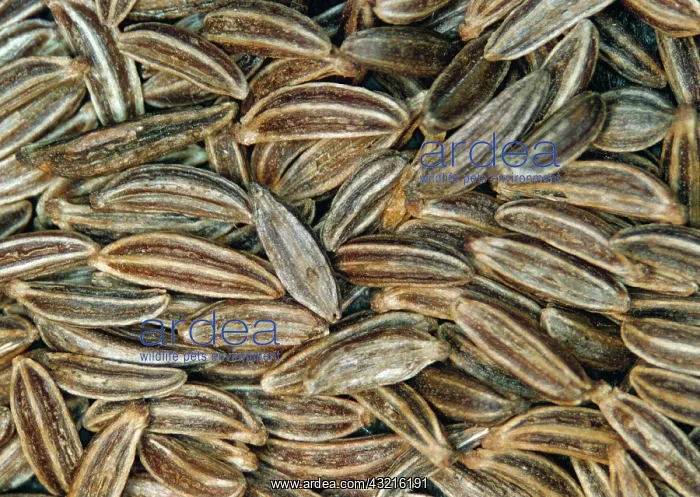 : Caraway Seeds : Caraway Seeds