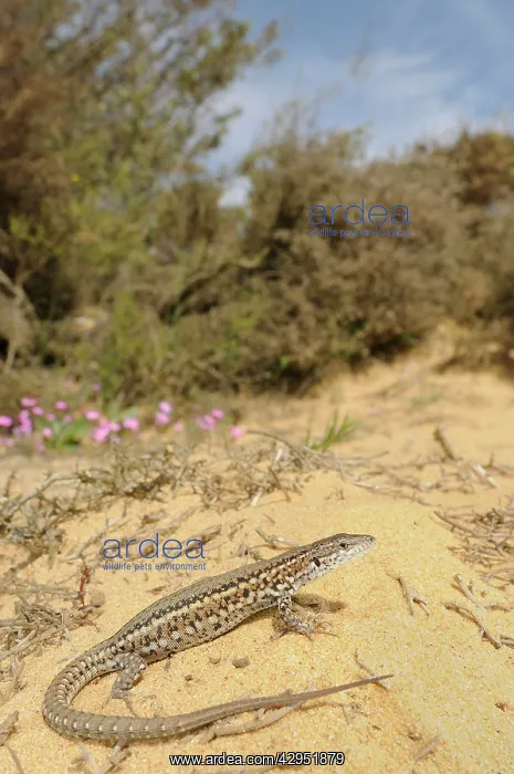: Carbonell's Wall Lizard - female - in habitats : Carbonell's Wall Lizard - female - in habitats