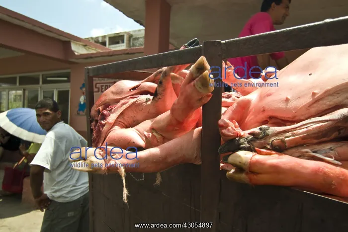 : Carcasses of pigs to market in Havana Cuba : Carcasses of pigs to market in Havana Cuba