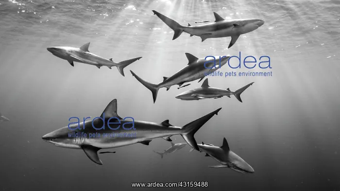 : Carcharhinus perezi Carcharhinus : Carcharhinus perezi Carcharhinus