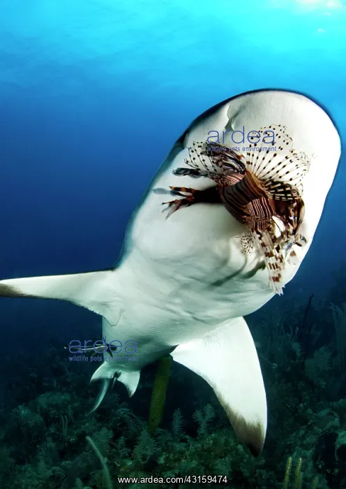 : Carcharhinus perezi Pterois sp Carcharhinus Pte : Carcharhinus perezi Pterois sp Carcharhinus Pte