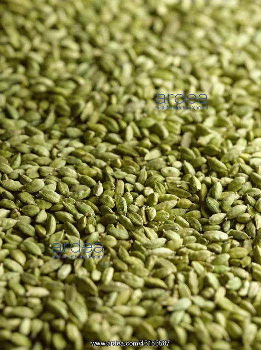 : Cardamom, Elettaria cardamomum, Mass of green ridged : Cardamom, Elettaria cardamomum, Mass of green ridged
