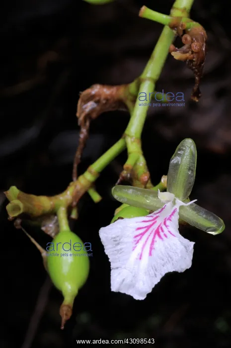 : Cardamom Flower : Cardamom Flower
