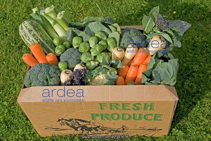 : Cardboard box of fresh locally grown vegetables : Cardboard box of fresh locally grown vegetables