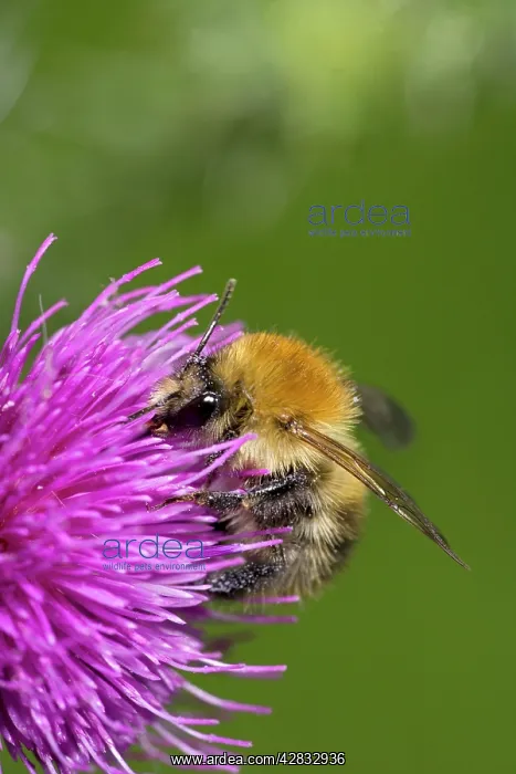 : Carder Bee - Collecting nectar and pollen from : Carder Bee - Collecting nectar and pollen from