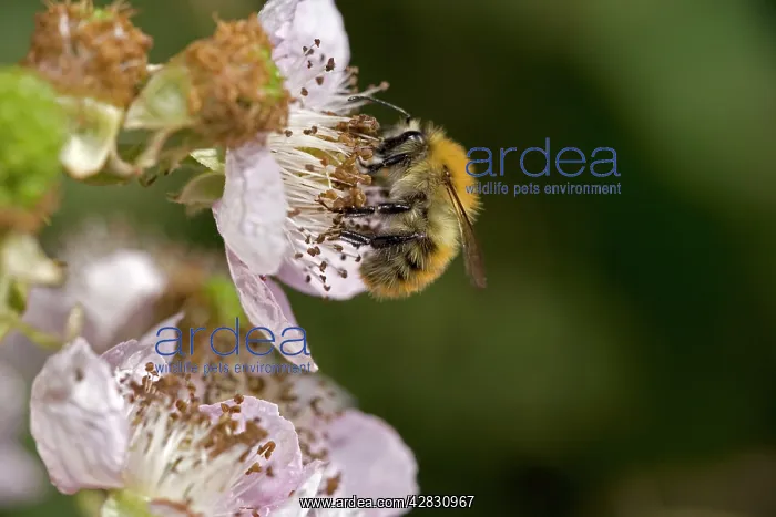 : Carder Bee - a type of bumble bee - collecting : Carder Bee - a type of bumble bee - collecting