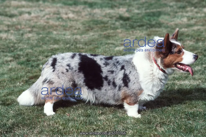 : Cardigan Corgi DOG - side view profile : Cardigan Corgi DOG - side view profile