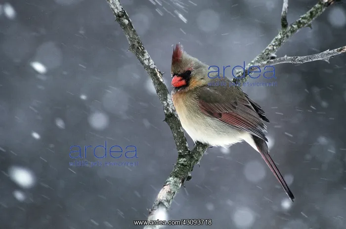 : Cardinal. Female cardinal (Cardinalis cardinalis) in winter snow : Cardinal. Female cardinal (Cardinalis cardinalis) in winter snow