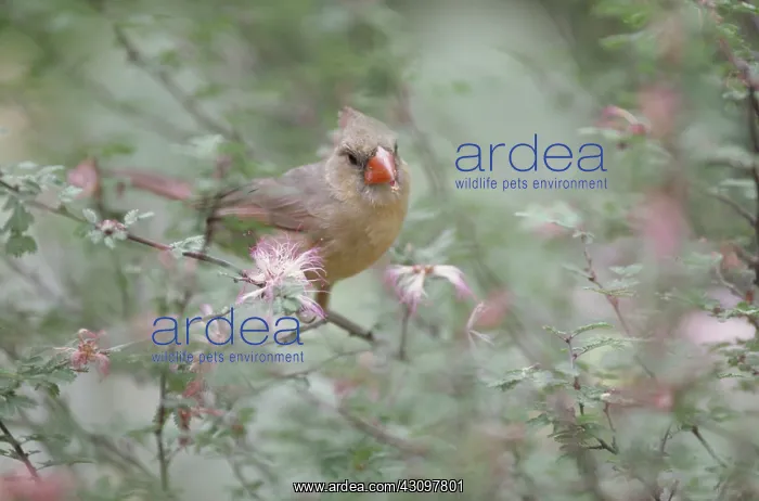 : Cardinal : Cardinal