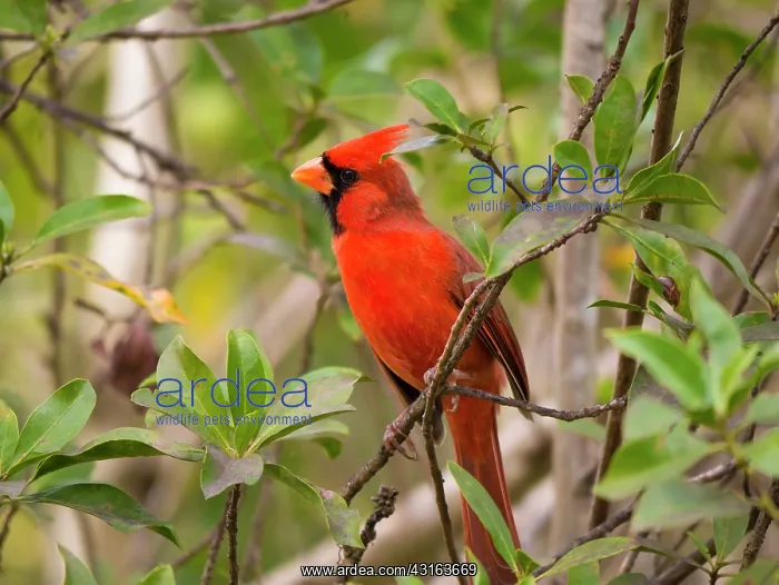 : Cardinal : Cardinal
