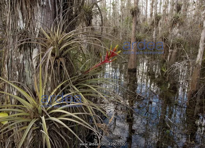 : Cardinal Airplant, Florida bromeliad / Wild-pine : Cardinal Airplant, Florida bromeliad / Wild-pine