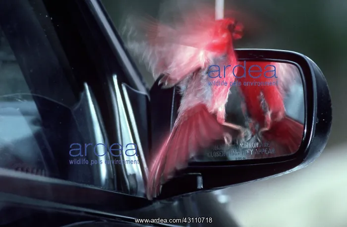 : Cardinal Attacking Mirror : Cardinal Attacking Mirror