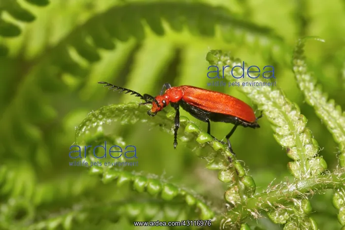 : Cardinal Beetle : Cardinal Beetle