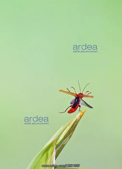 : Cardinal Beetle - in flight taking off : Cardinal Beetle - in flight taking off