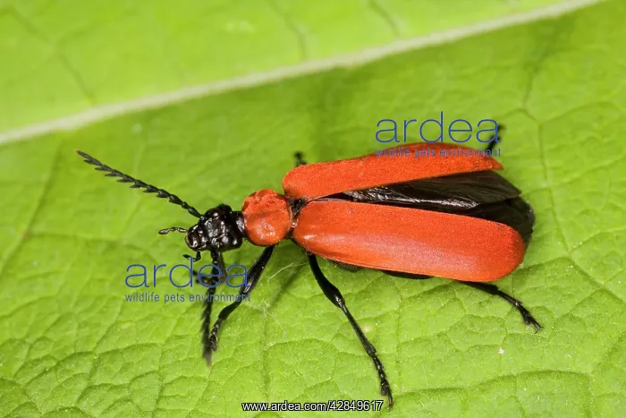 : Cardinal Beetle - larvae live in old wood, such : Cardinal Beetle - larvae live in old wood, such