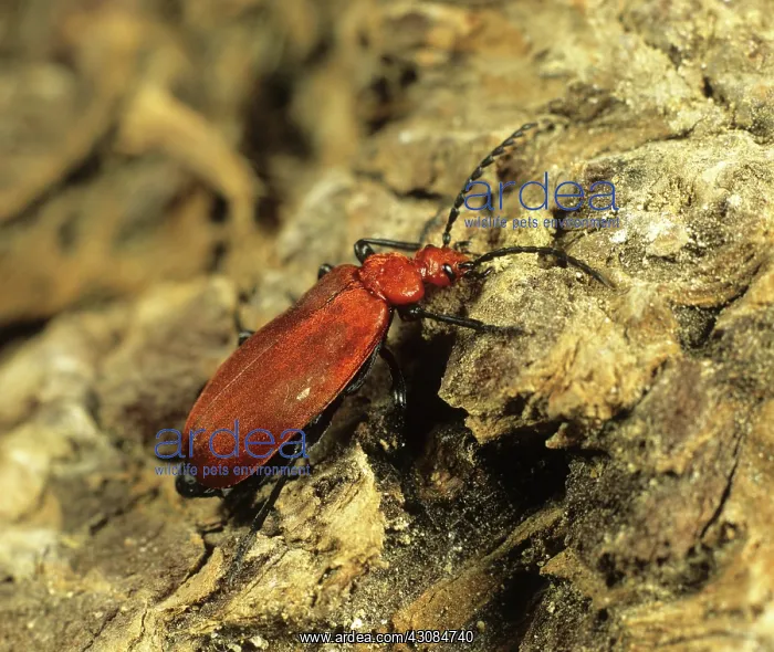 : Cardinal Beetle (Pyrochroa coccinea) : Cardinal Beetle (Pyrochroa coccinea)