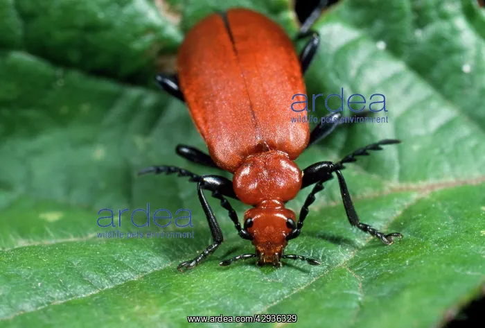 : Cardinal Beetle - serrated antennae : Cardinal Beetle - serrated antennae