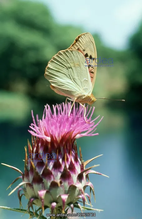 : Cardinal BUTTERFLY (Fritillary) : Cardinal BUTTERFLY (Fritillary)