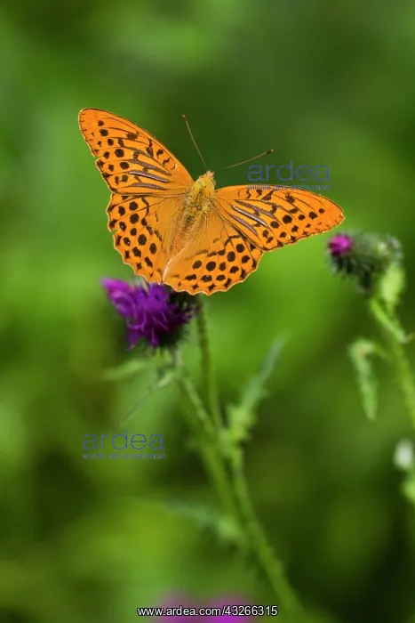 : Cardinal Buttterfly, feeding on thistle, Hessen : Cardinal Buttterfly, feeding on thistle, Hessen