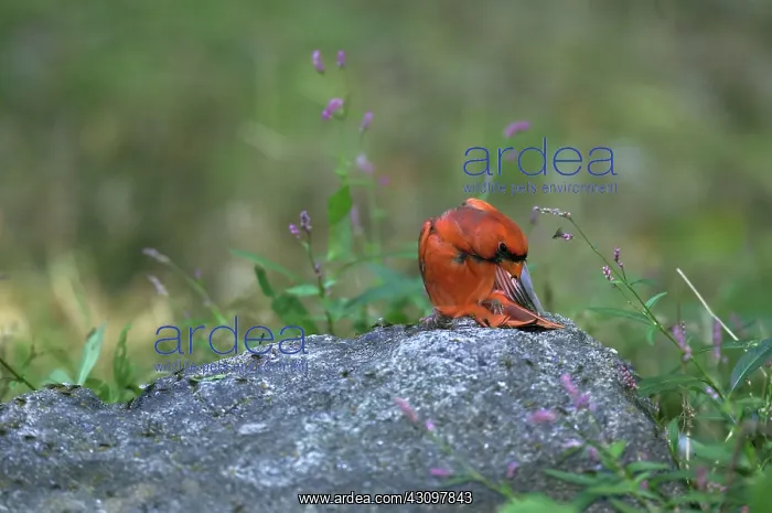 : Cardinal Eating Termites : Cardinal Eating Termites
