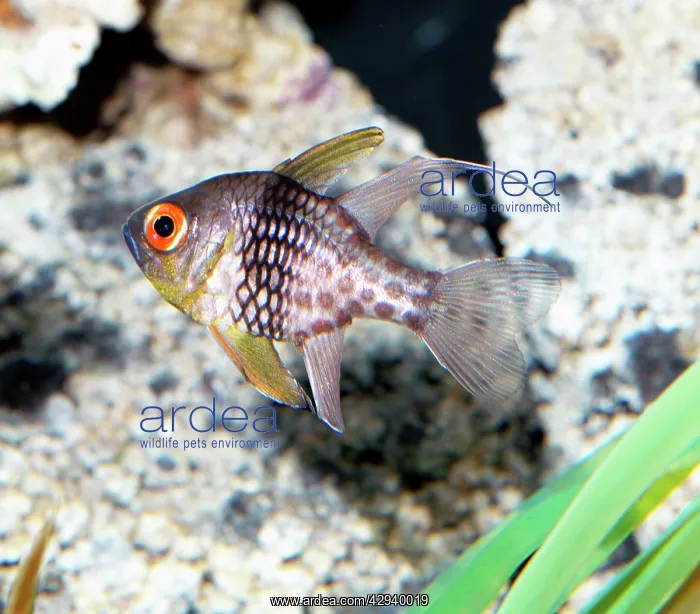 : Cardinal fish : Cardinal fish
