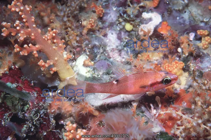 : CARDINAL FISH : CARDINAL FISH