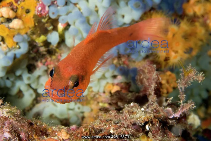 : Cardinal fish, Apogon imberbis with eggs in the mouth, Ischi : Cardinal fish, Apogon imberbis with eggs in the mouth, Ischi