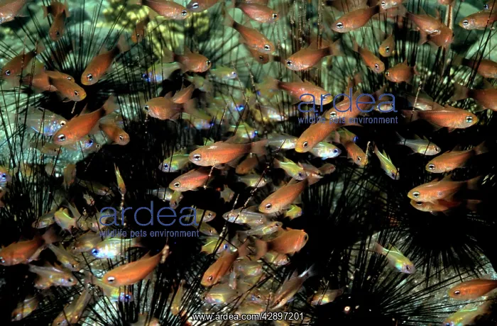 : CARDINAL fish - These schooling fish use spiny : CARDINAL fish - These schooling fish use spiny