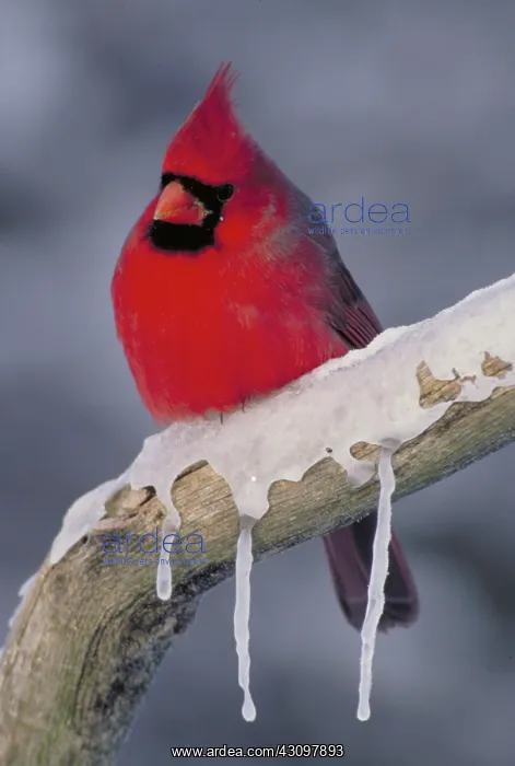: Cardinal on icy tree branch : Cardinal on icy tree branch