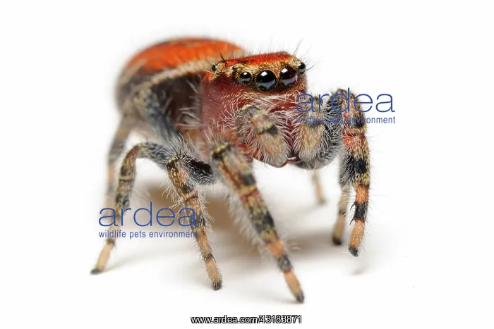 : Cardinal jumping spider : Cardinal jumping spider