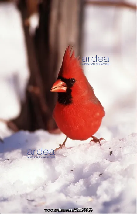 : CARDINAL - male on snow : CARDINAL - male on snow