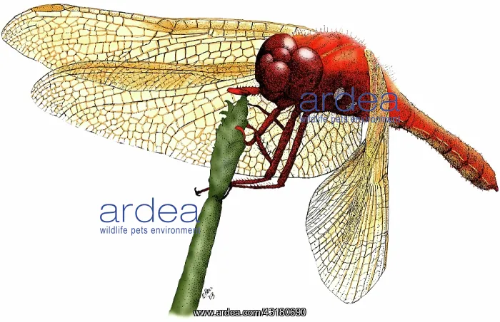 : Cardinal Meadowhawk Dragonfly : Cardinal Meadowhawk Dragonfly