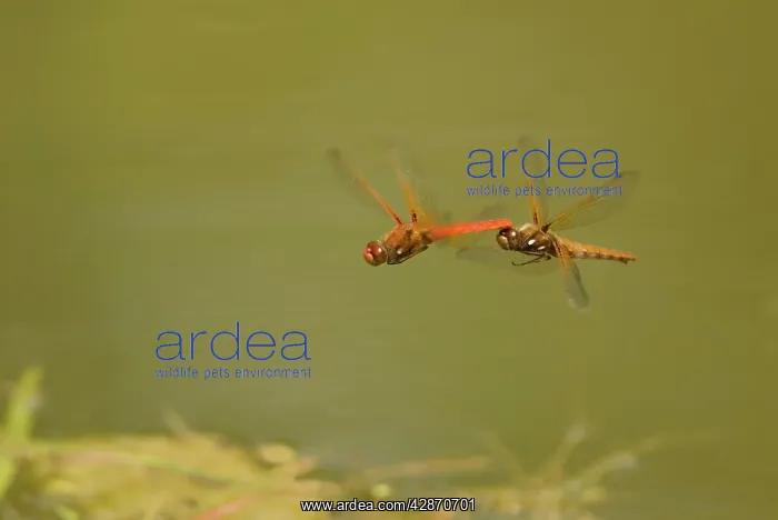 : Cardinal Meadowhawk Dragonfly - male towing female : Cardinal Meadowhawk Dragonfly - male towing female