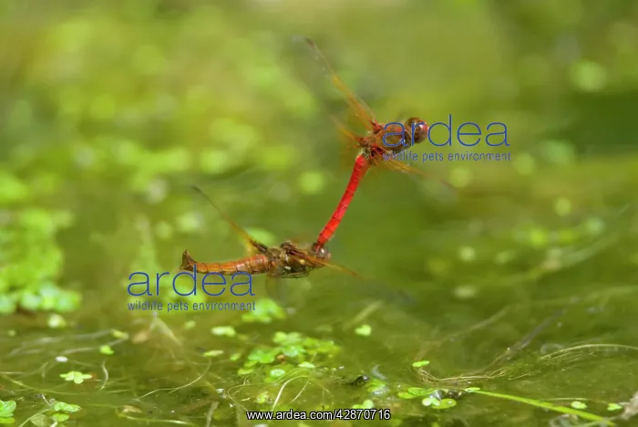: Cardinal Meadowhawk - male towing female during : Cardinal Meadowhawk - male towing female during