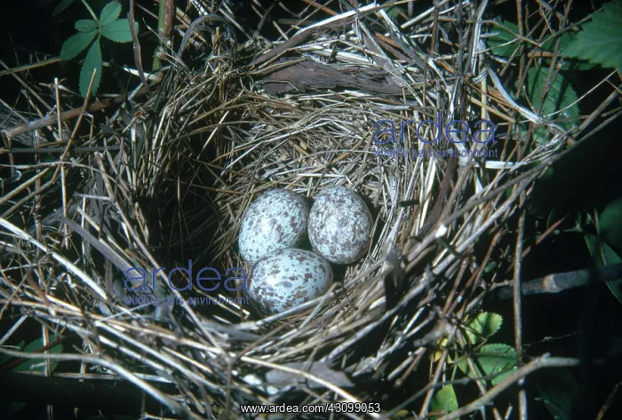 : Cardinal Nest with Eggs : Cardinal Nest with Eggs