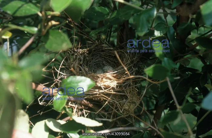 : Cardinal Nest with Eggs : Cardinal Nest with Eggs