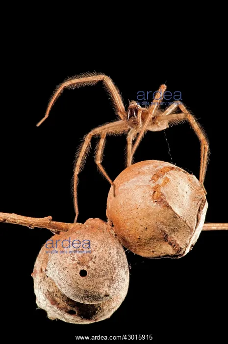  : Cardinal Spider female