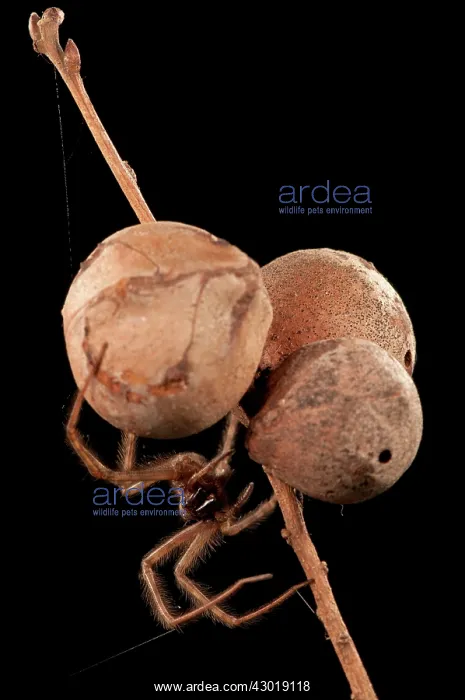 : Cardinal Spider female in ambush on a twig : Cardinal Spider female in ambush on a twig