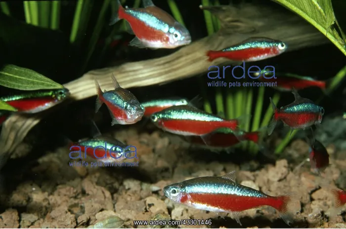 : Cardinal TETRA : Cardinal TETRA