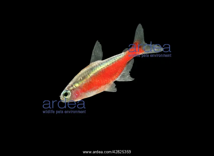 : Cardinal Tetra FISH : Cardinal Tetra FISH