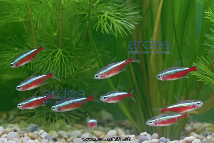 : Cardinal Tetra - small shoal by weeds : Cardinal Tetra - small shoal by weeds