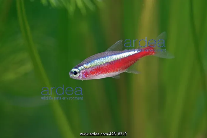: Cardinal Tetra - side view by weeds : Cardinal Tetra - side view by weeds