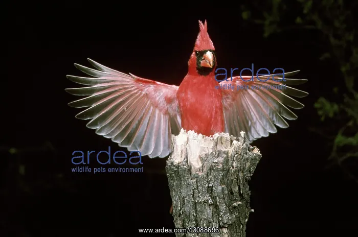: Cardinal with wings spread : Cardinal with wings spread