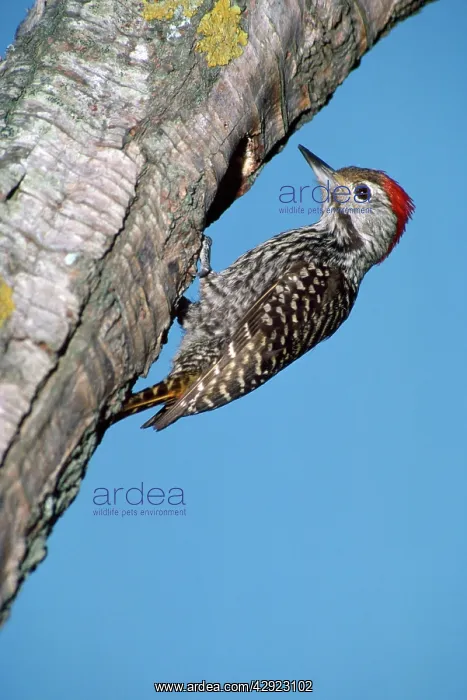 : Cardinal woodpecker - male : Cardinal woodpecker - male