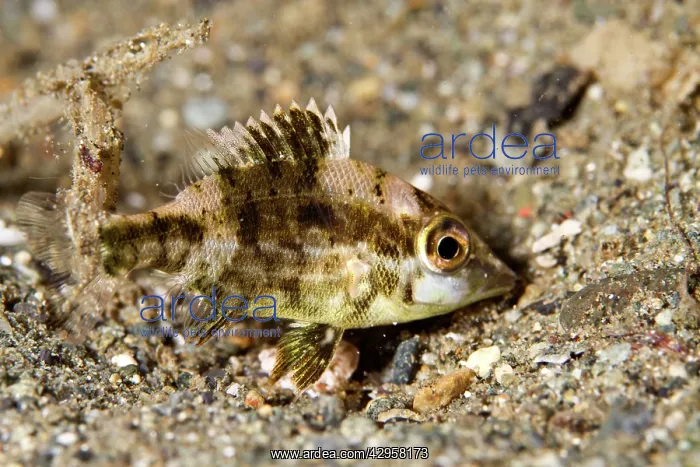 : Cardinalfish