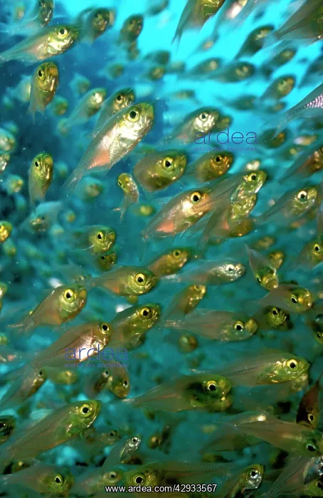 : Cardinalfish spawning aggregation : Cardinalfish spawning aggregation